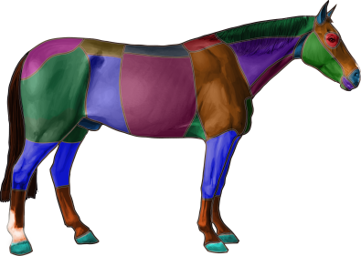 Horse Model